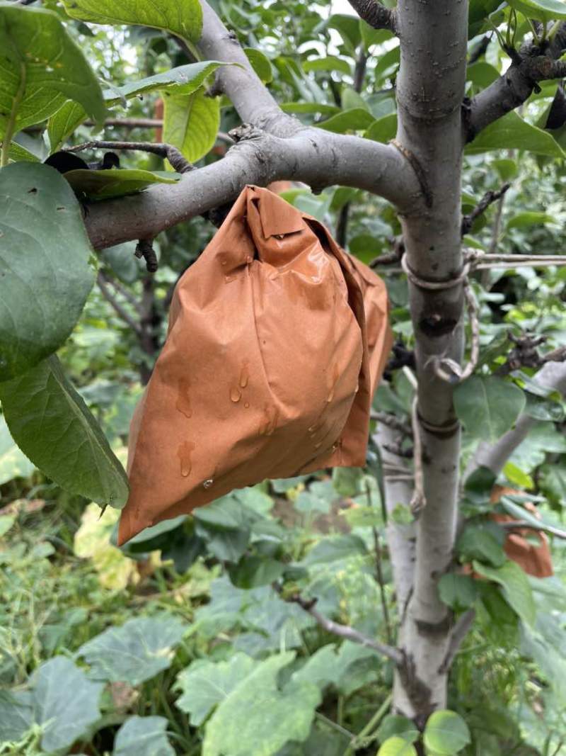 黄金梨，秋月梨
