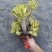扇贝麒麟锦大戟科精养室内花卉仙人掌多肉植物阳台庭院绿植