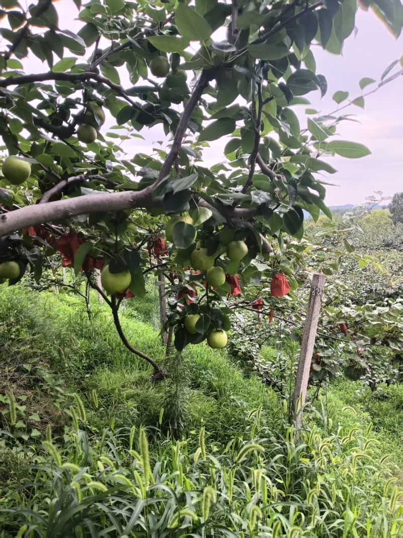 翠冠梨3.5两起