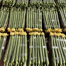 鲜花丝瓜，常年供电商、超市、批发市场