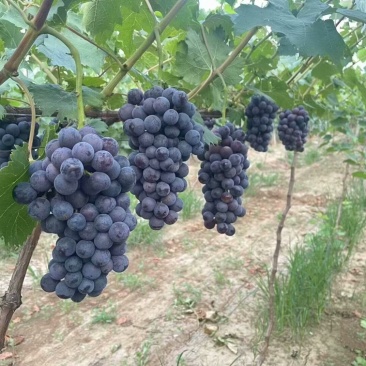 夏黑甜葡萄大量上市河北葡萄基地，红无核，京亚
