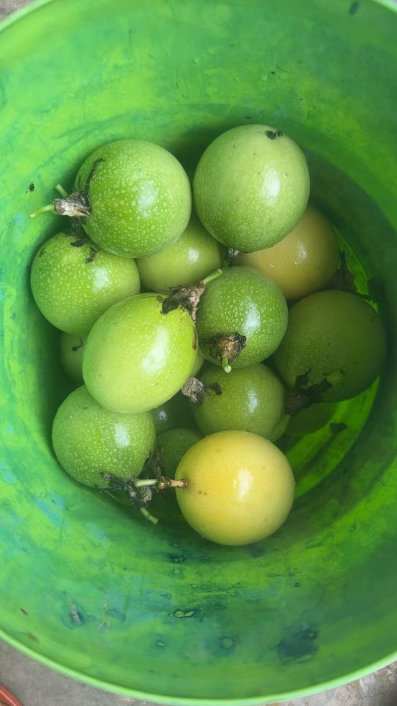 黄金百香果