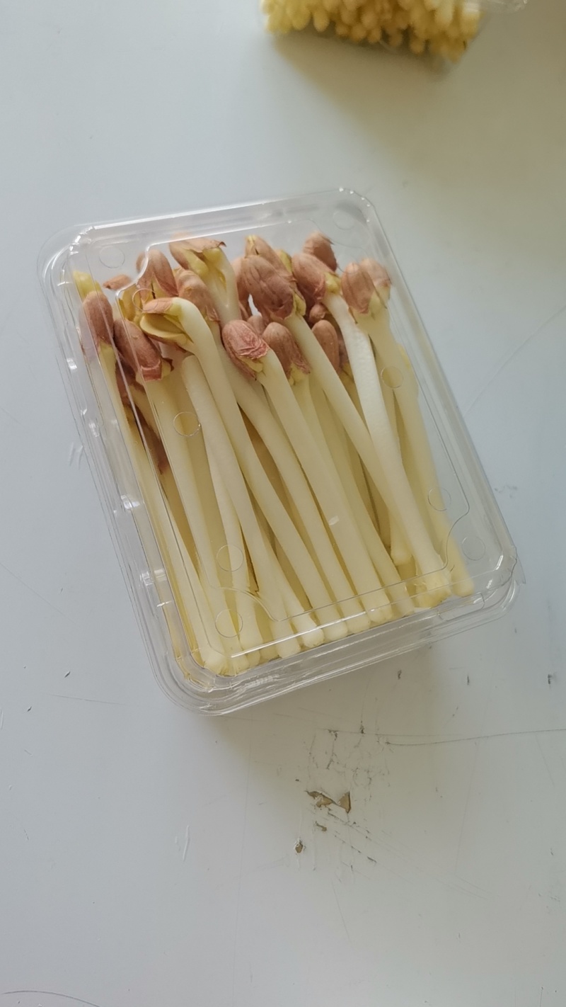长寿菜花生芽
