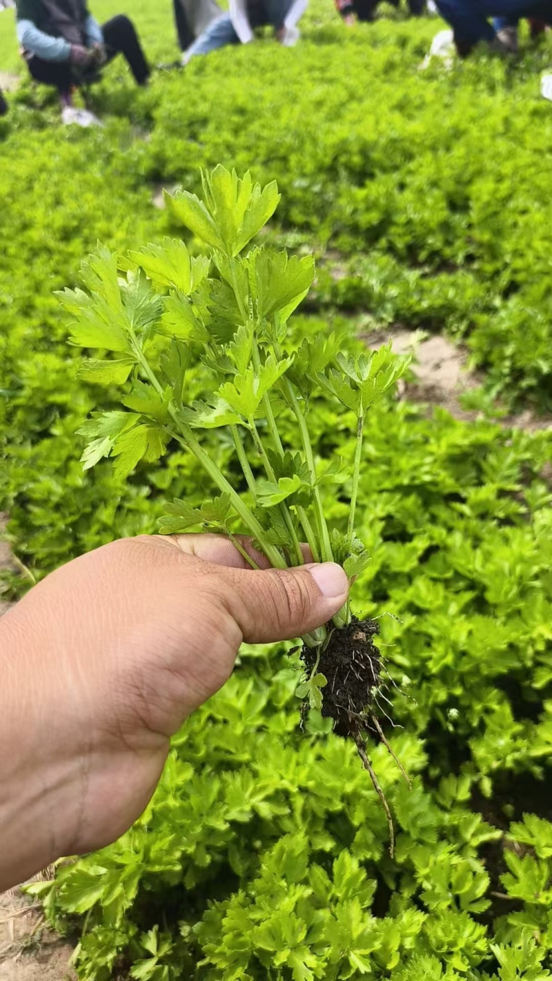 优质芹菜苗