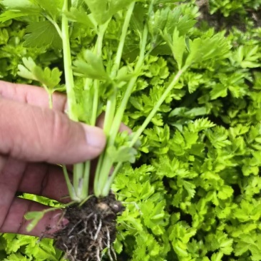 优质芹菜苗