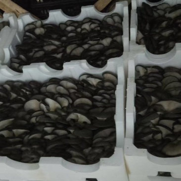 湖北神农架鲜平菇，对接全国市场，新鲜上市，价格美丽。欢迎