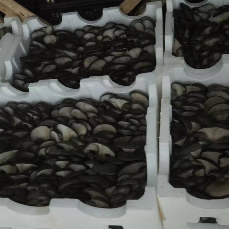 湖北神农架鲜平菇，对接全国市场，新鲜上市，价格美丽。欢迎