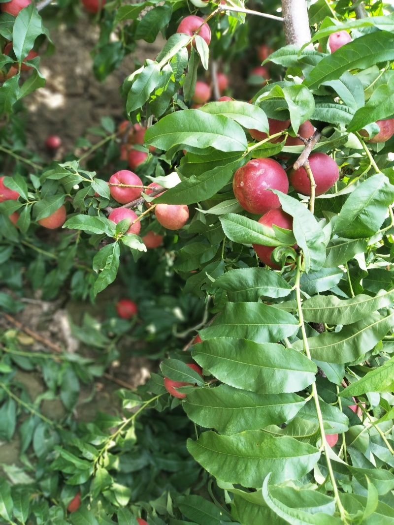 中油20