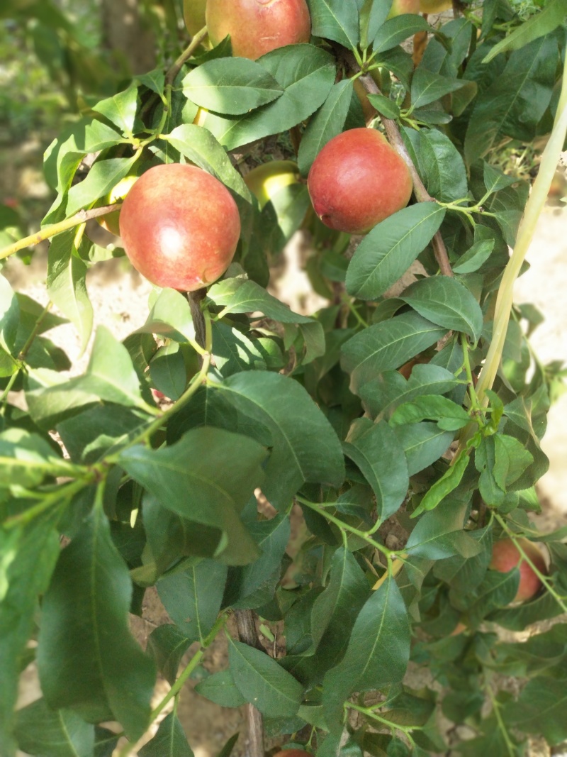 中油20