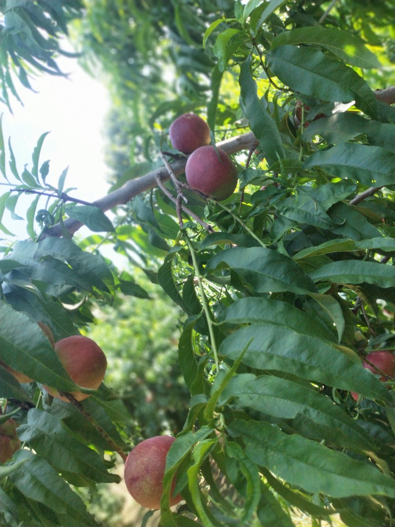 中油20
