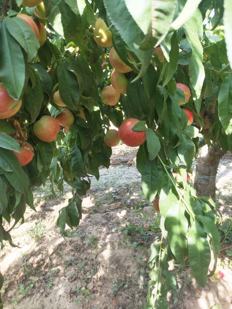 中油20