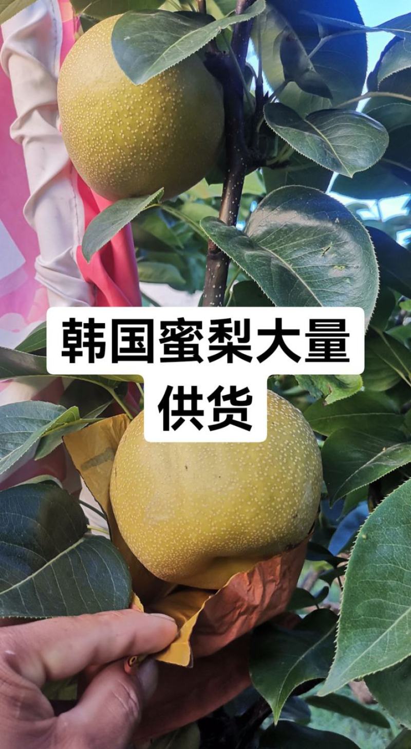砀山产区韩国蜜梨大量供货
