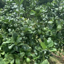 正宗广东无籽香水柠檬