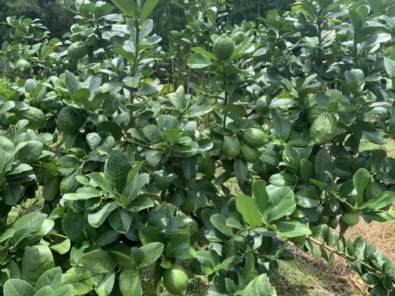 正宗广东无籽香水柠檬
