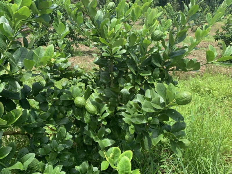 正宗广东无籽香水柠檬