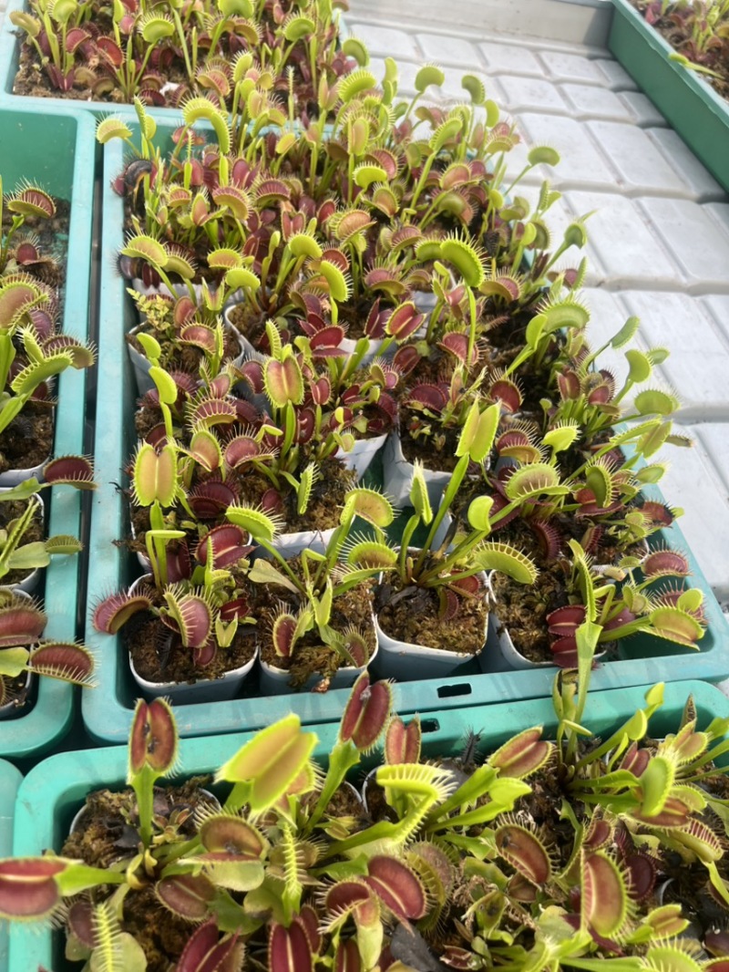 捕虫草超大夹子100个起批！