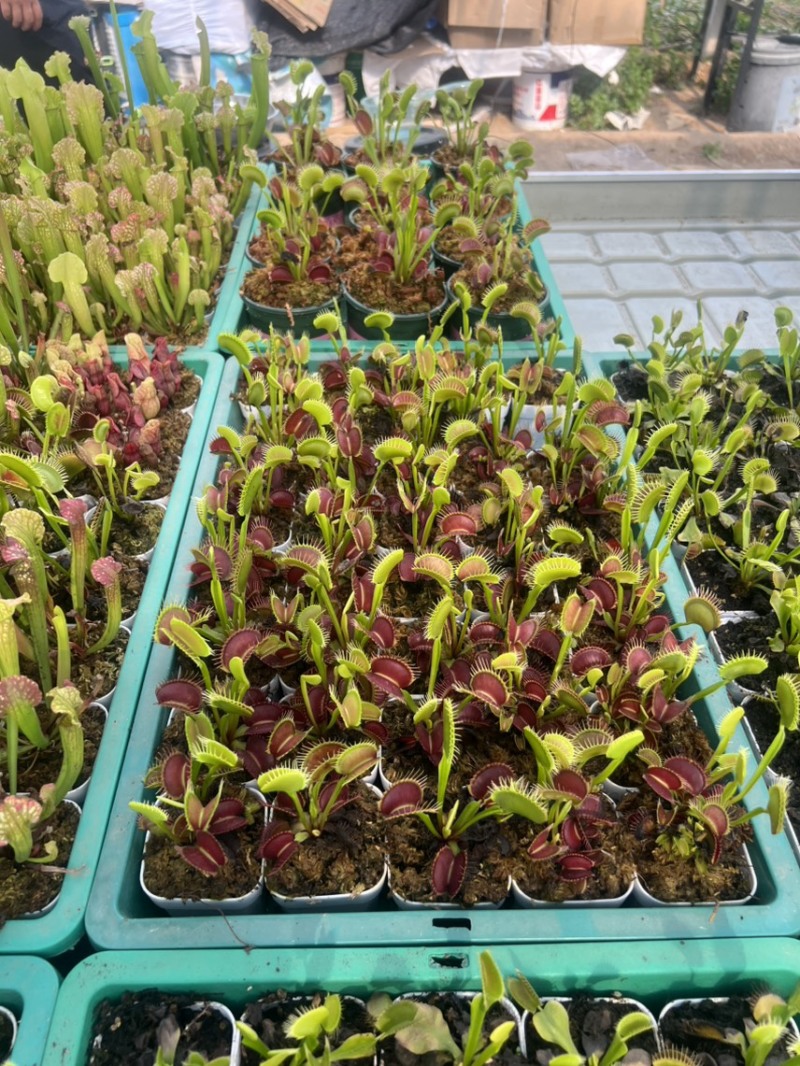 捕虫草超大夹子100个起批！