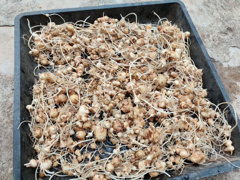 珠子参