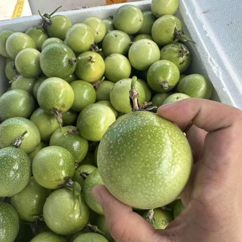百香果大量供应