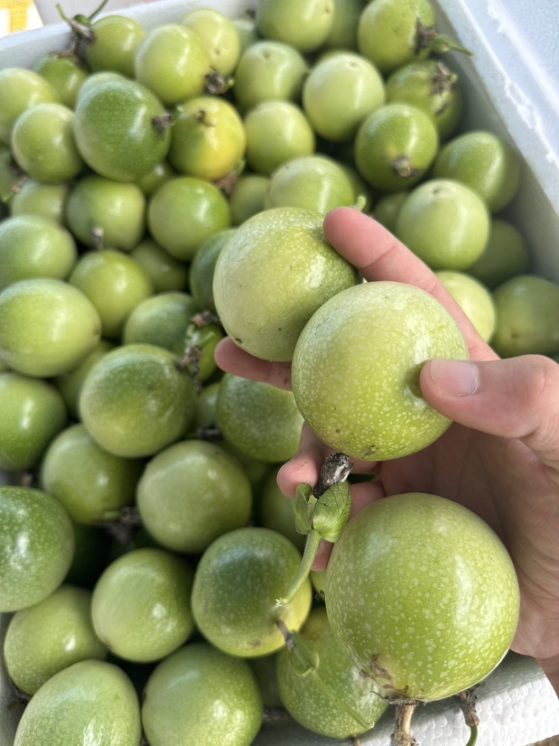 百香果大量供应