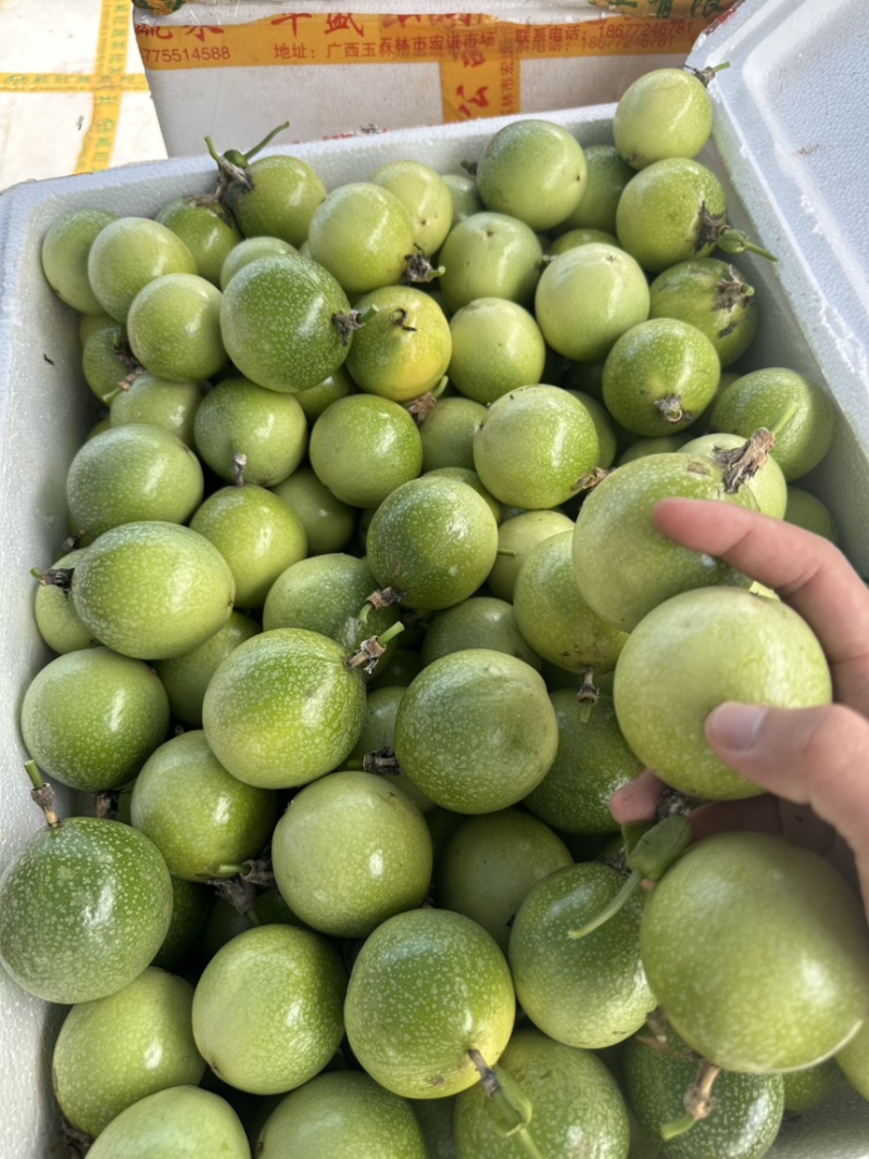 百香果大量供应