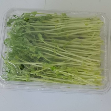 豌豆芽苗菜