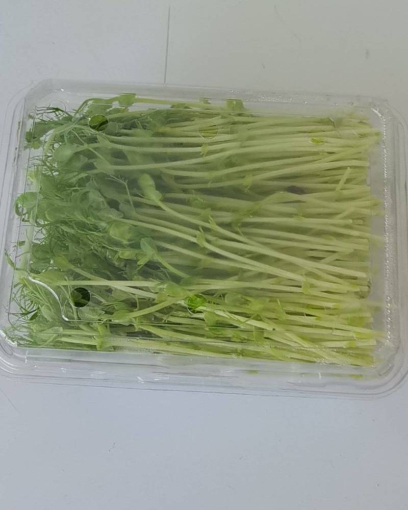 豌豆芽苗菜