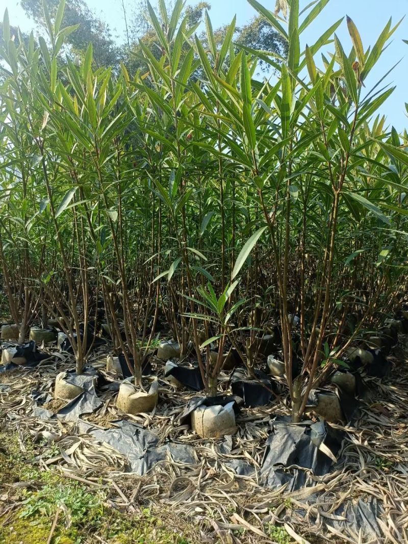 夹竹桃高度0.8-2米，苗基地大量多种规格低价出售