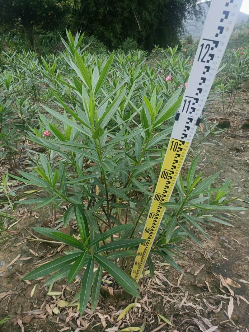 夹竹桃高度0.8-2米，苗基地大量多种规格低价出售