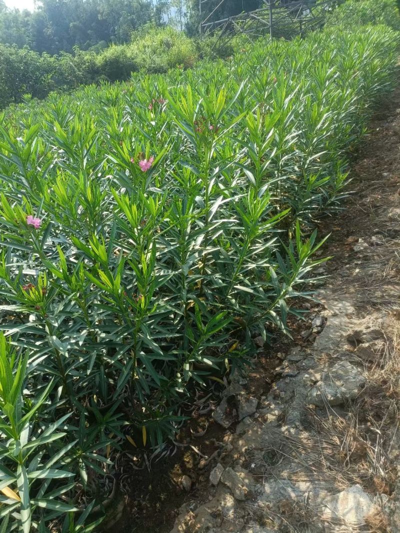 夹竹桃高度0.8-2米，苗基地大量多种规格低价出售