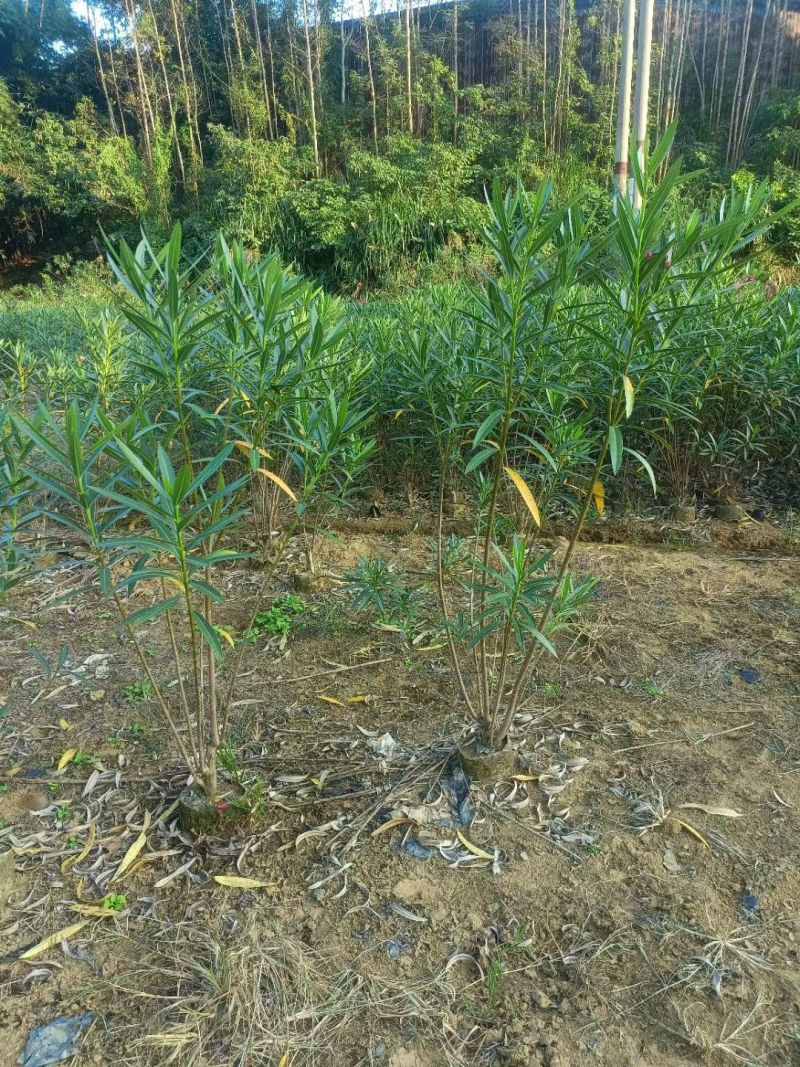 夹竹桃高度0.8-2米，苗基地大量多种规格低价出售