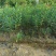 夹竹桃高度0.8-2米，苗基地大量多种规格低价出售
