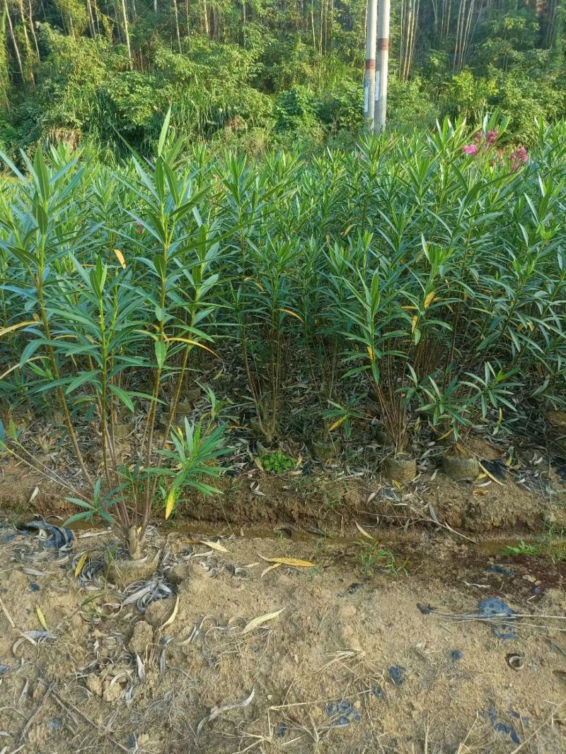 夹竹桃高度0.8-2米，苗基地大量多种规格低价出售