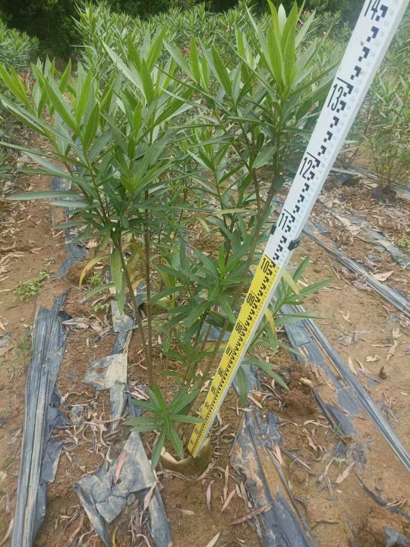 夹竹桃高度0.8-2米，苗基地大量多种规格低价出售