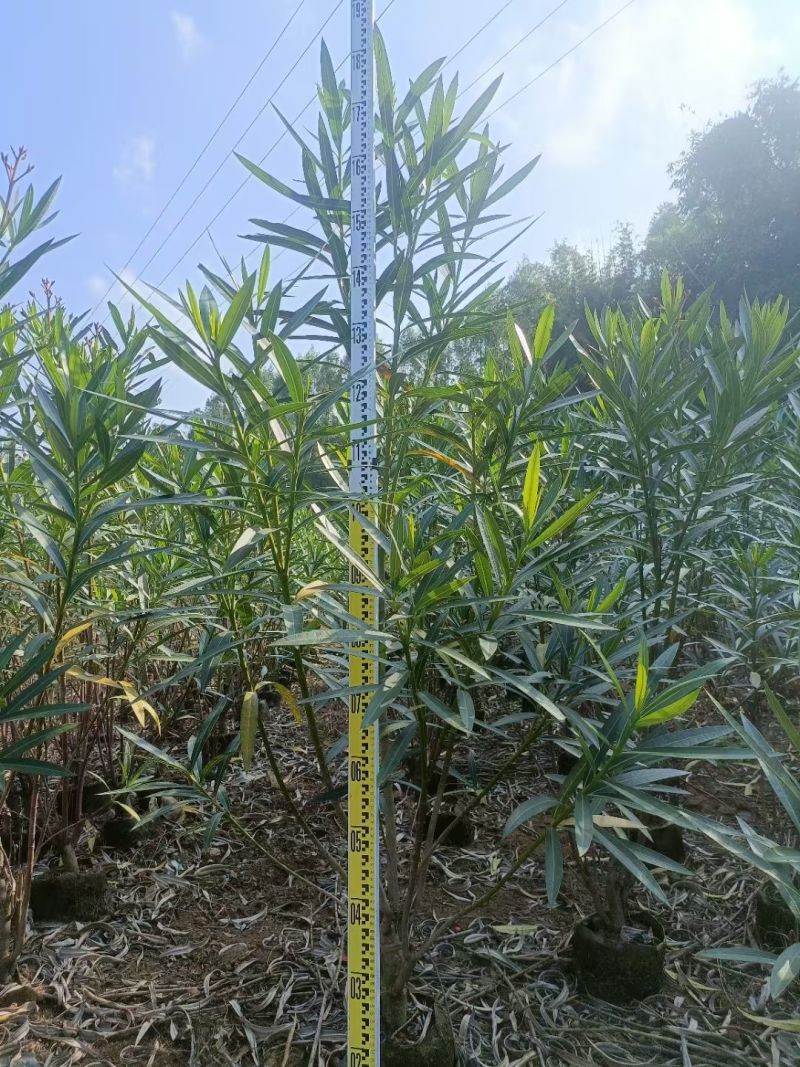 夹竹桃高度0.8-2米，苗基地大量多种规格低价出售