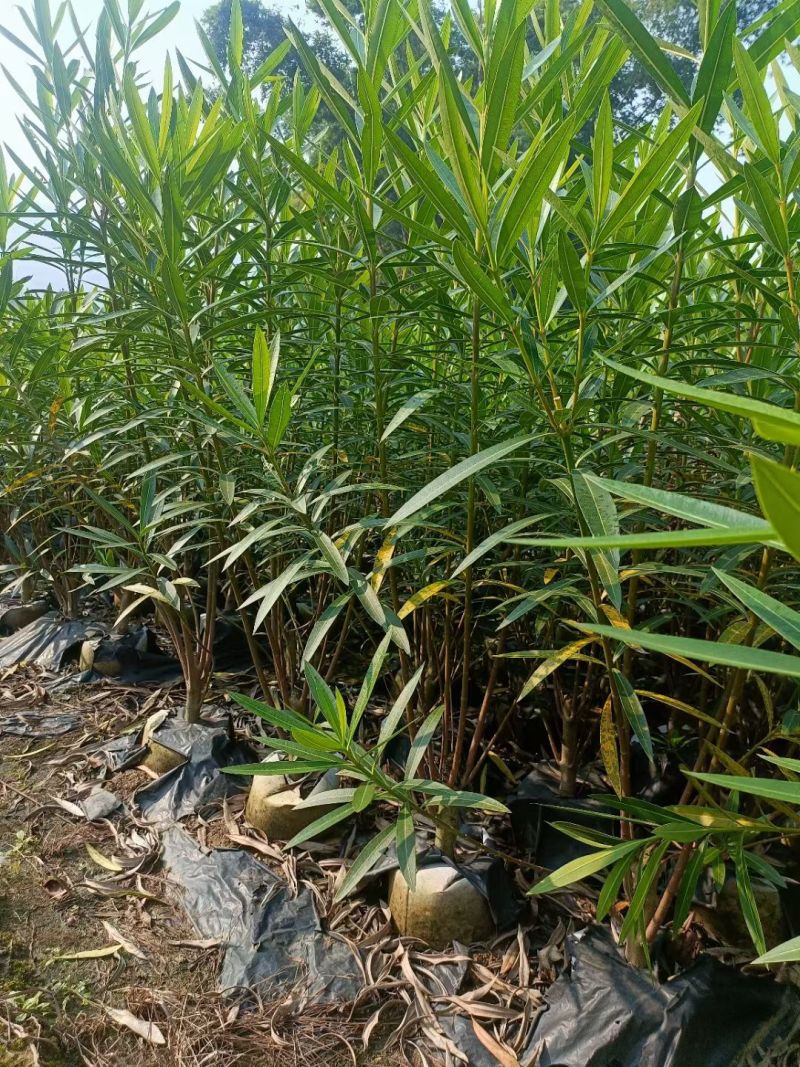 夹竹桃高度0.8-2米，苗基地大量多种规格低价出售
