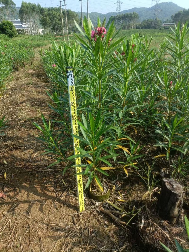 夹竹桃高度0.8-2米，苗基地大量多种规格低价出售