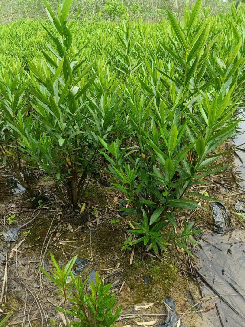 夹竹桃高度0.8-2米，苗基地大量多种规格低价出售