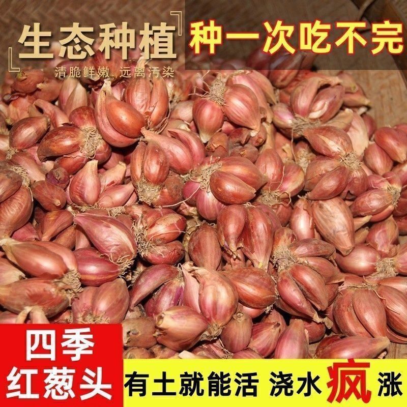 自家种的火葱头