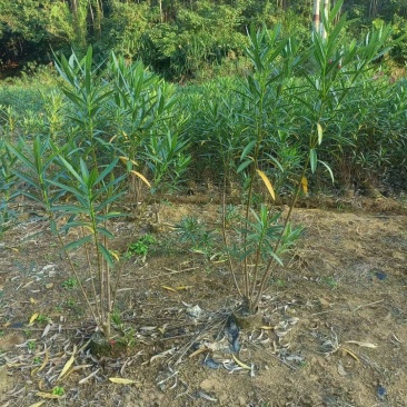 夹竹桃高度0.8-2米，苗基地大量多种规格低价出售