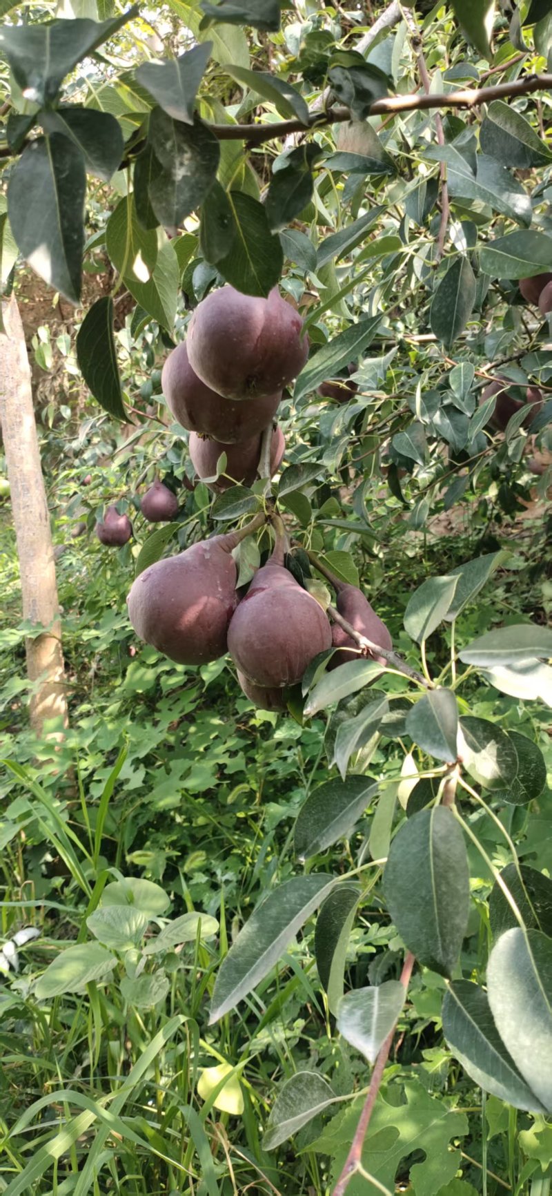 陕西红啤梨入口化渣口感好承接电商直播带货社区团购商超小贩