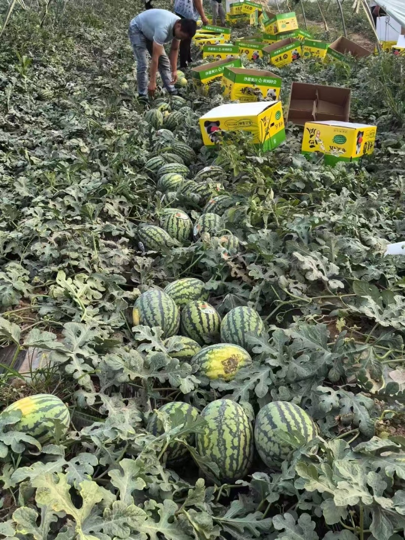 宁夏精品美都西瓜，瓜大脆甜，量大从优，欢迎来电采购