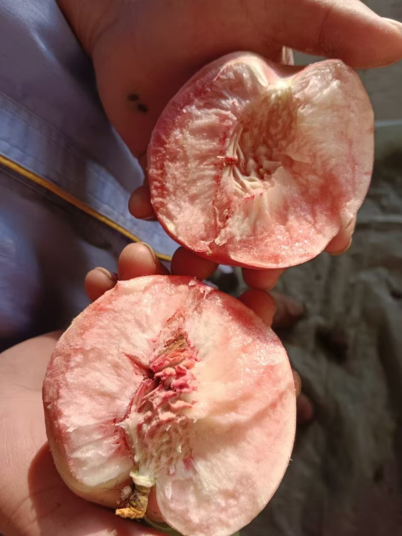 离核桃北京十四号桃北京早玉桃脆红沙桃个头颜色离核都到位