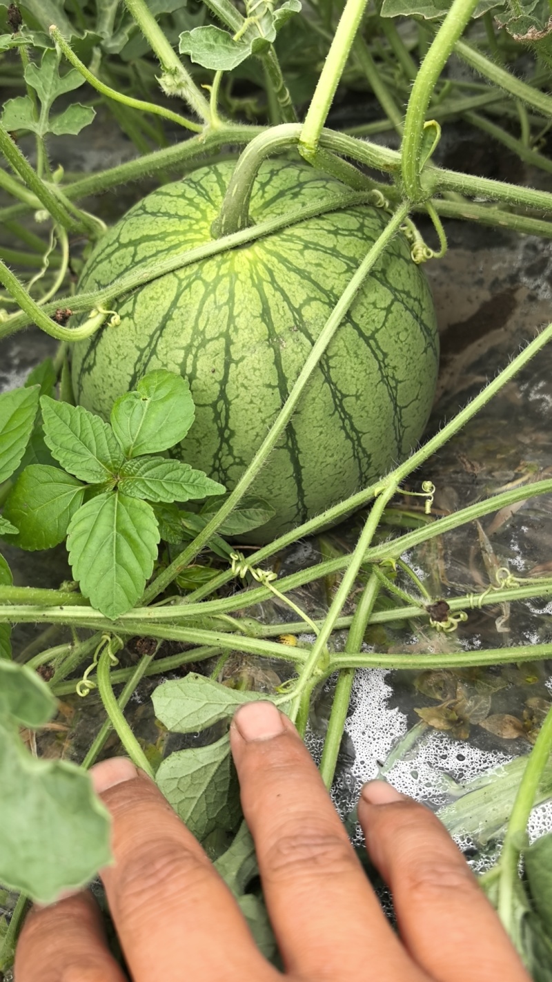小大量批发凤西瓜