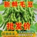 新鲜毛豆带壳农家自种毛豆荚嫩角毛豆应季时令蔬菜颗粒饱满