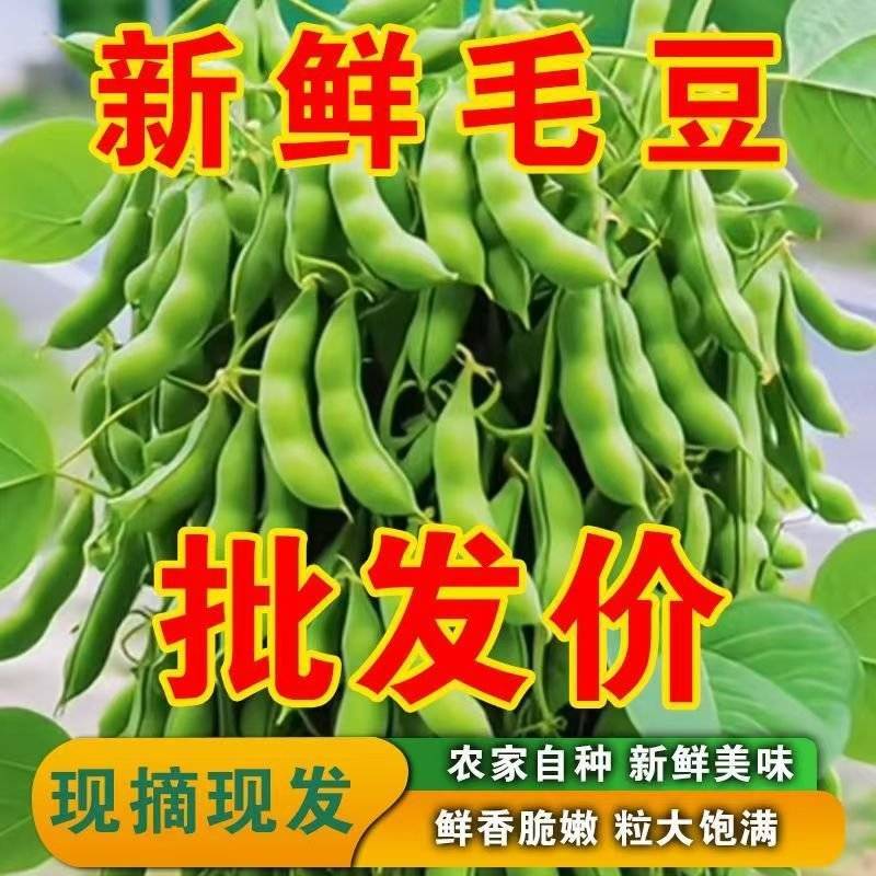 新鲜毛豆带壳农家自种毛豆荚嫩角毛豆应季时令蔬菜颗粒饱满