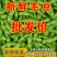 新鲜毛豆带壳农家自种毛豆荚嫩角毛豆应季时令蔬菜颗粒饱满