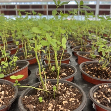 薄荷、猫薄荷、留兰香薄荷