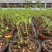 薄荷、猫薄荷、留兰香薄荷