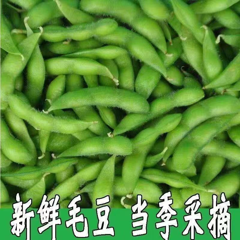 新鲜毛豆带壳农家自种毛豆荚嫩角毛豆应季时令蔬菜颗粒饱满